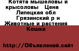 Котята мышеловы и крысоловы › Цена ­ 1 - Липецкая обл., Грязинский р-н Животные и растения » Кошки   